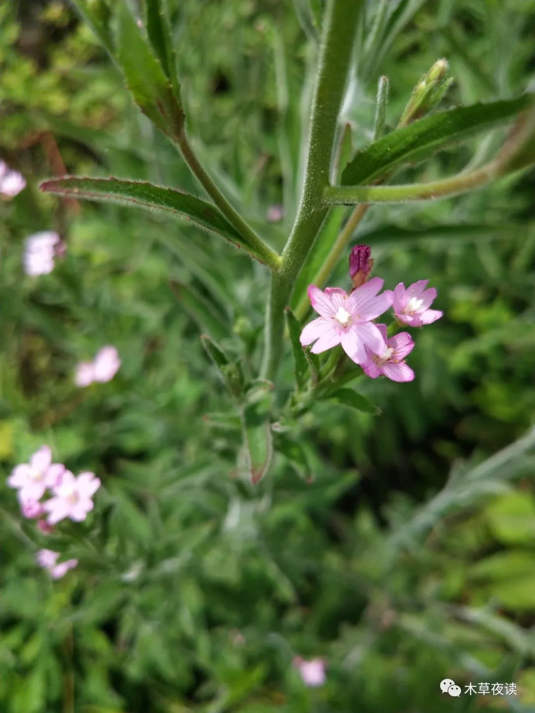 柳叶菜形似柳叶生荒野微凉初秋逢花开