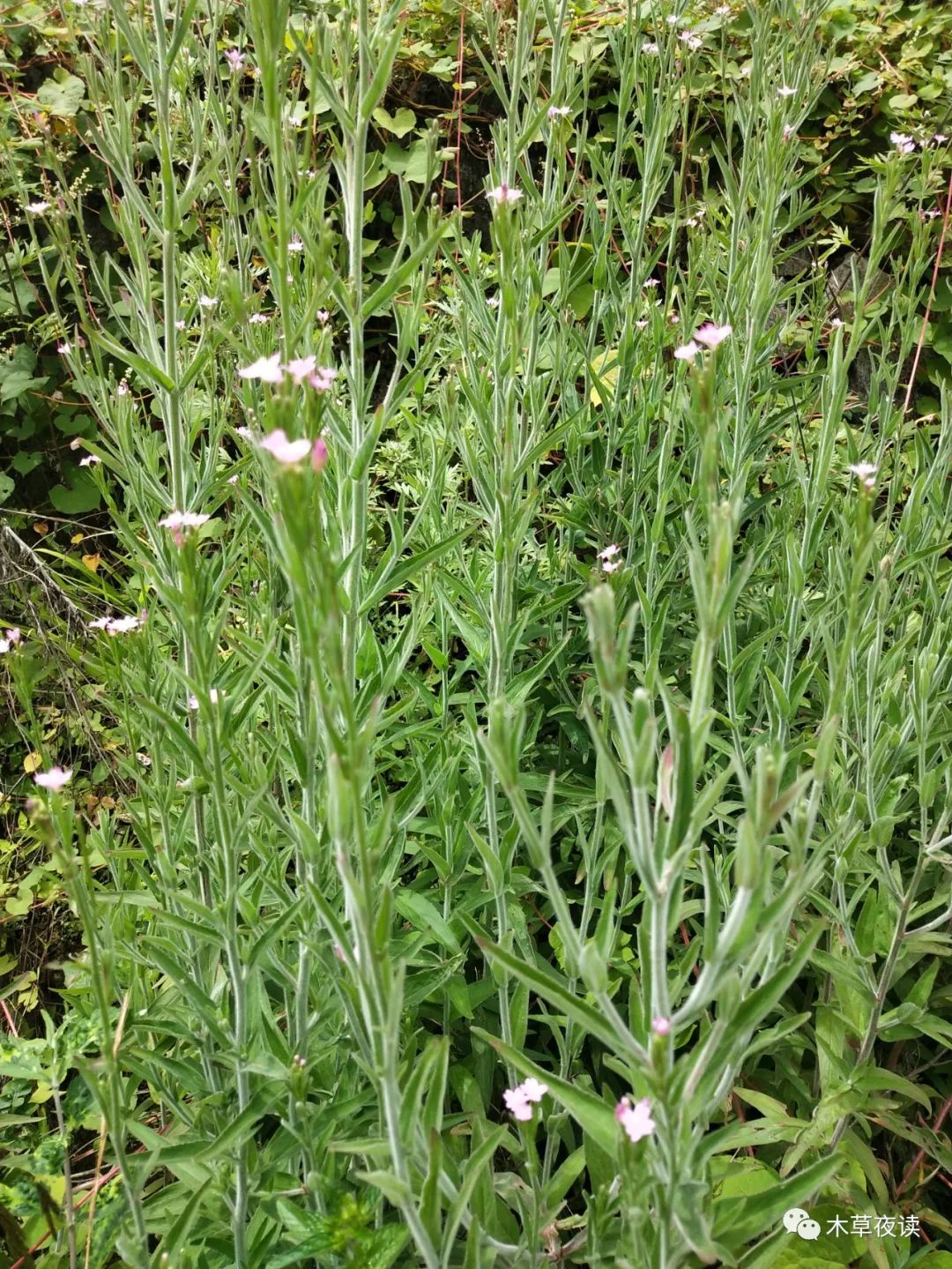 柳叶菜形似柳叶生荒野微凉初秋逢花开