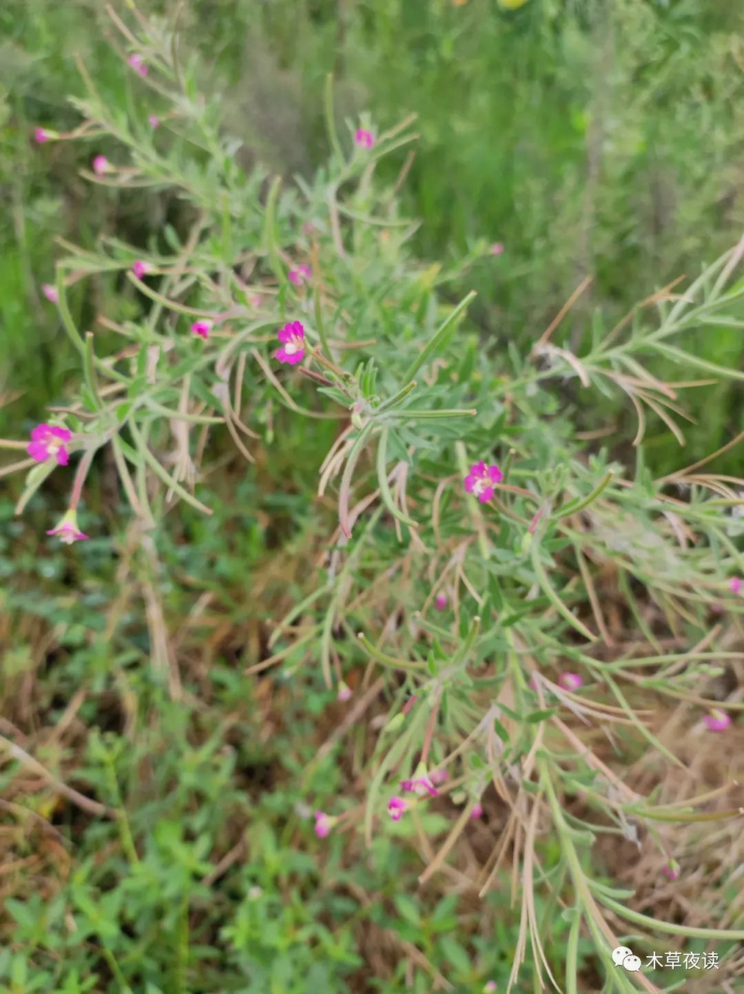 柳叶菜形似柳叶生荒野微凉初秋逢花开