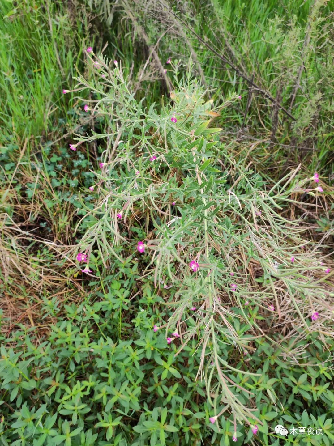 柳叶菜形似柳叶生荒野微凉初秋逢花开