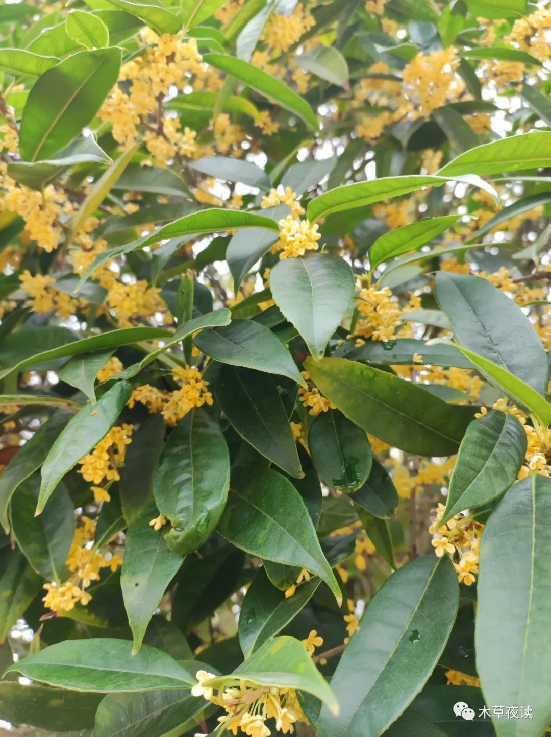 桂树|| 枝生无限月,花满自然秋