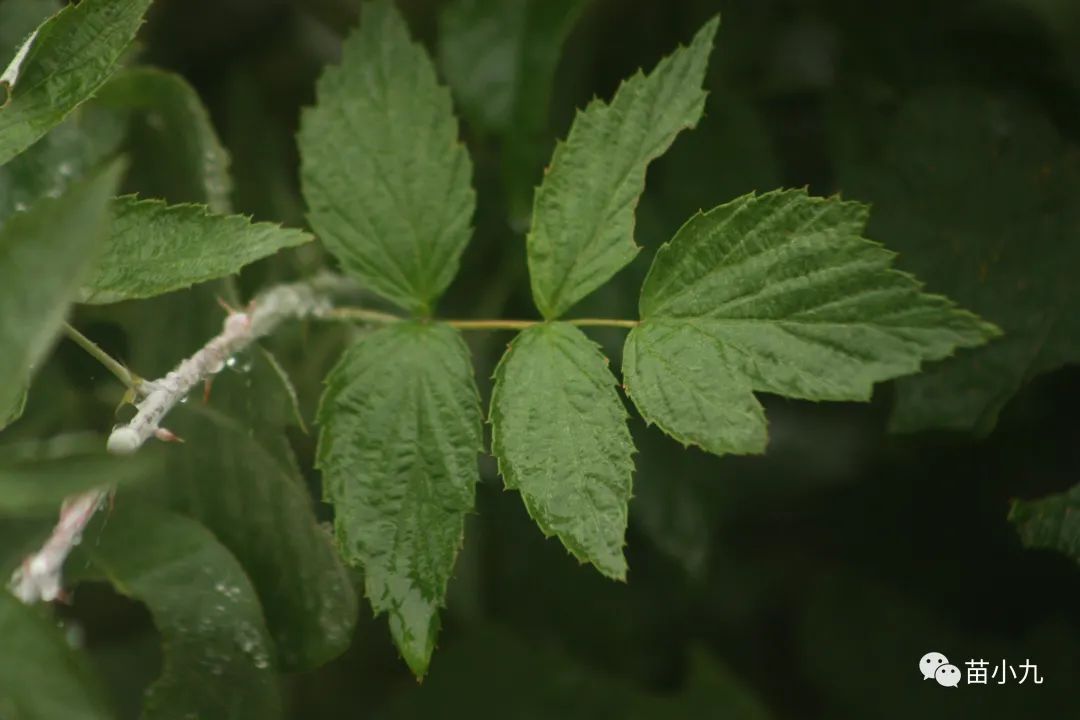 植物志