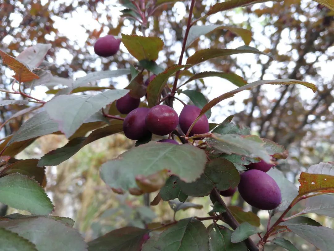 紫叶李的果子能吃吗图片
