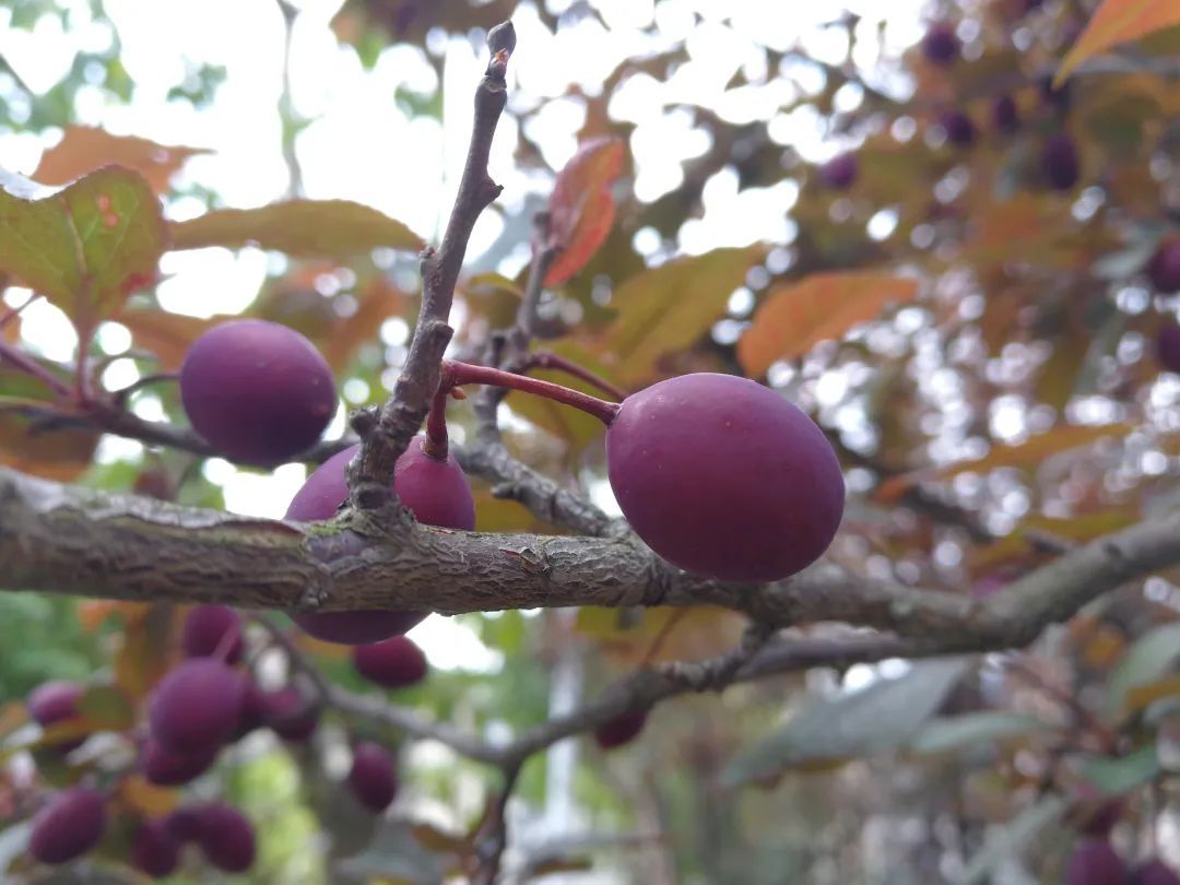 紫叶李的果子能吃吗图片