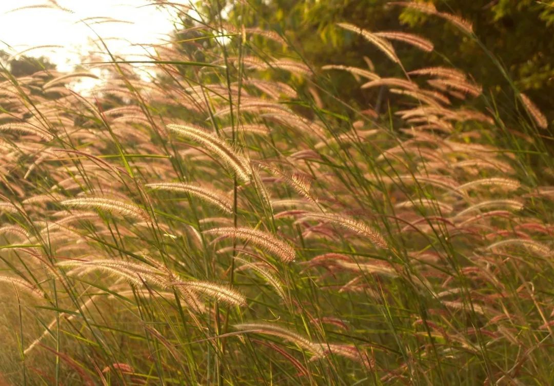 芦花白芦花美图片