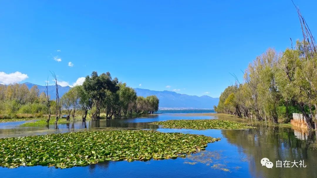 在玉白菜湿地公园看大理蓝,吹洱海风