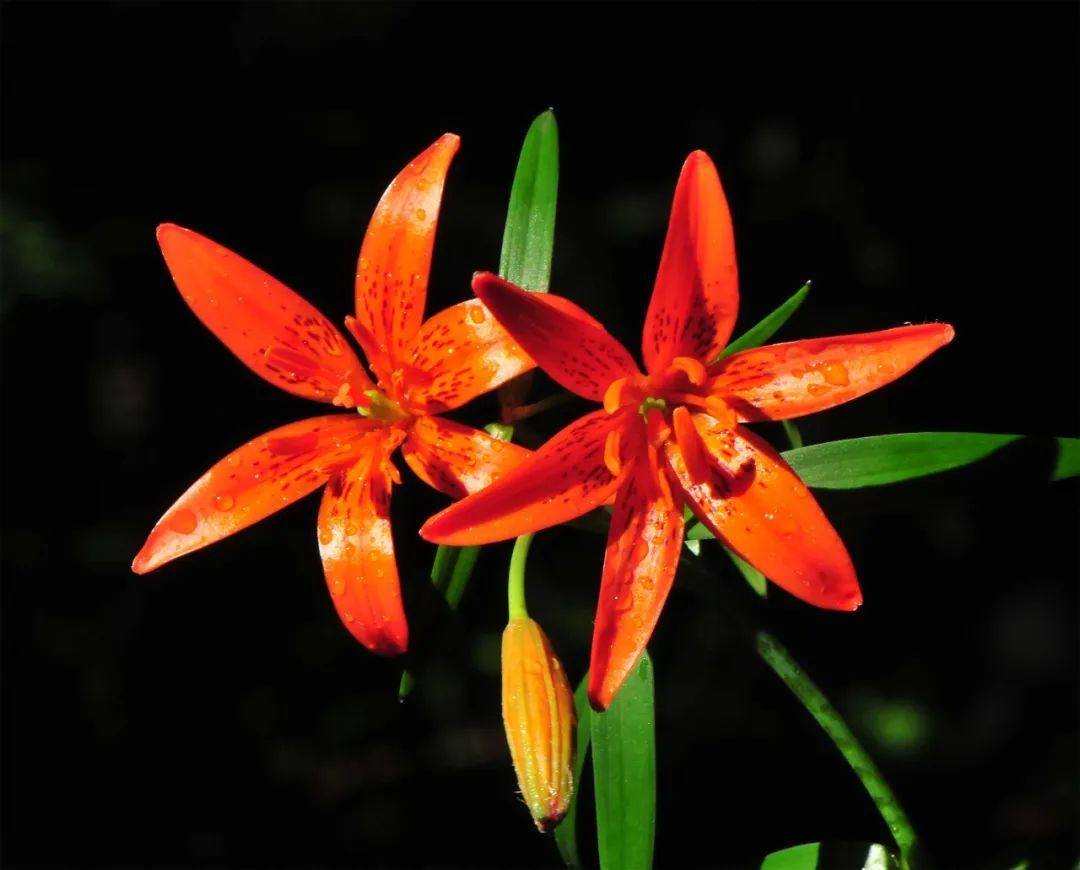 大草原的祥瑞花有斑百合