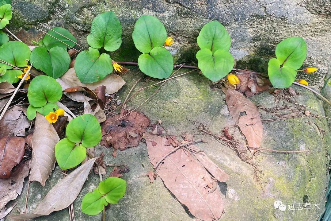 黄花小眼草图片及功效图片