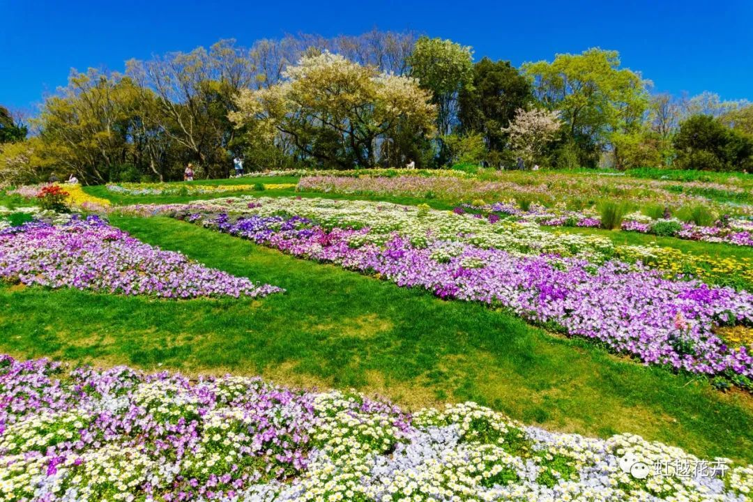 这才是球根花境天花板