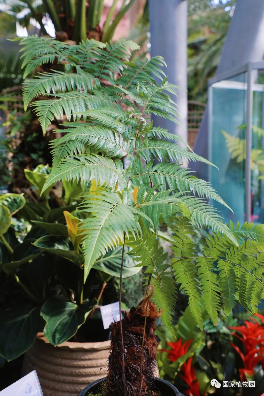 国家植物园举办珍稀濒危蕨类植物展