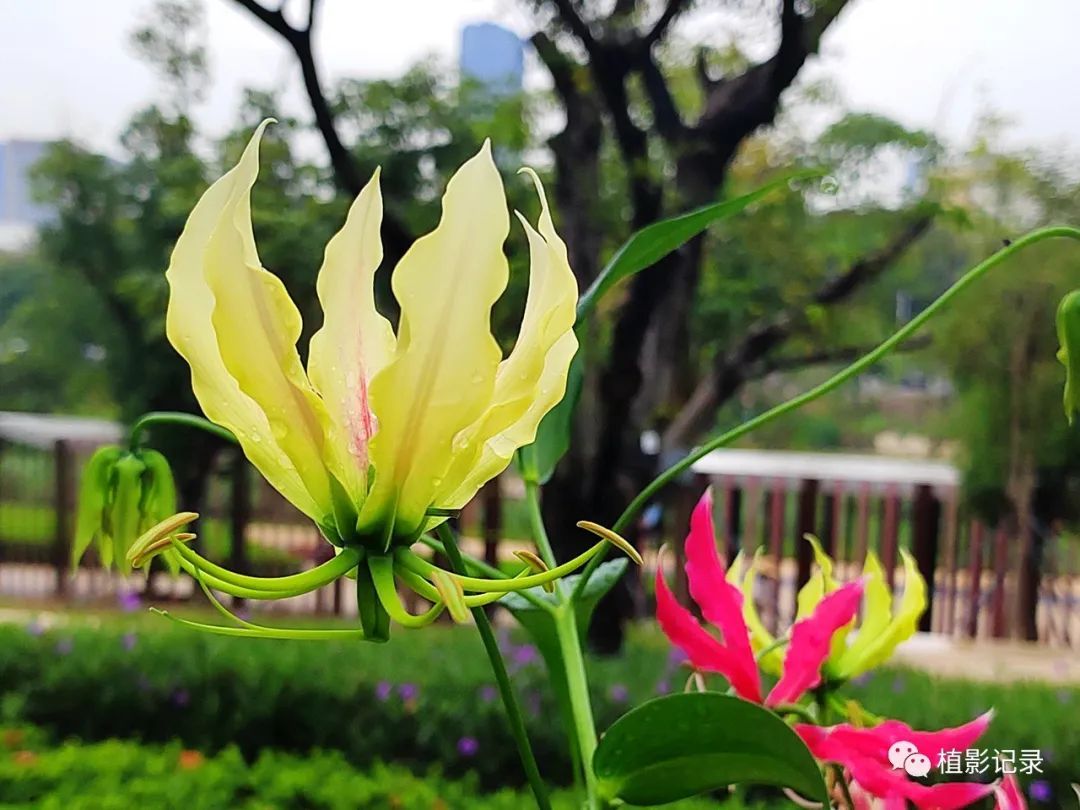 嘉兰花花语图片