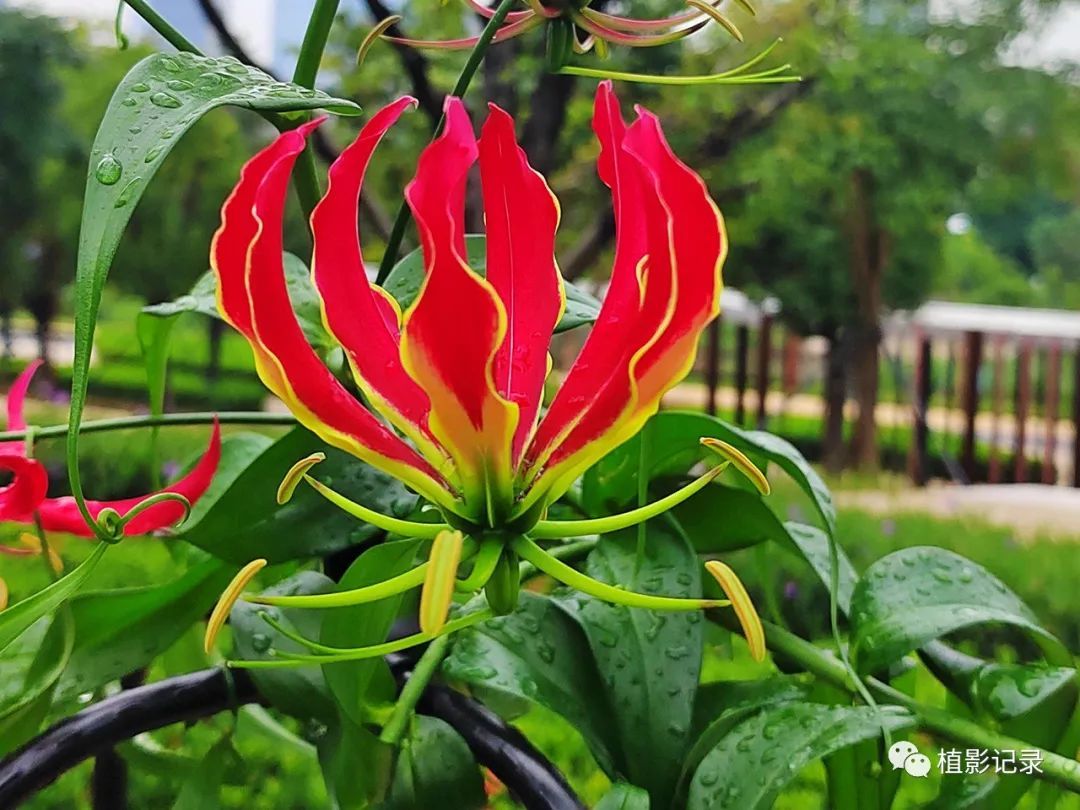 嘉兰花的花语图片