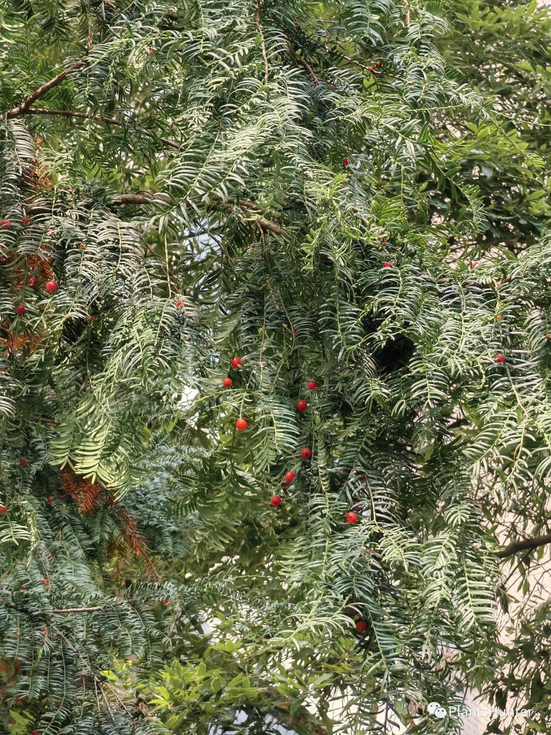 红豆杉大树造型图图片