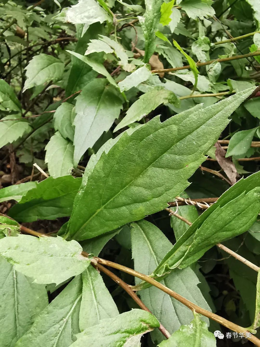 三脉紫菀的功效图片