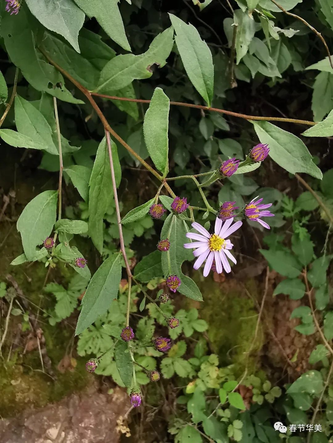 三脉紫菀asterageratoides