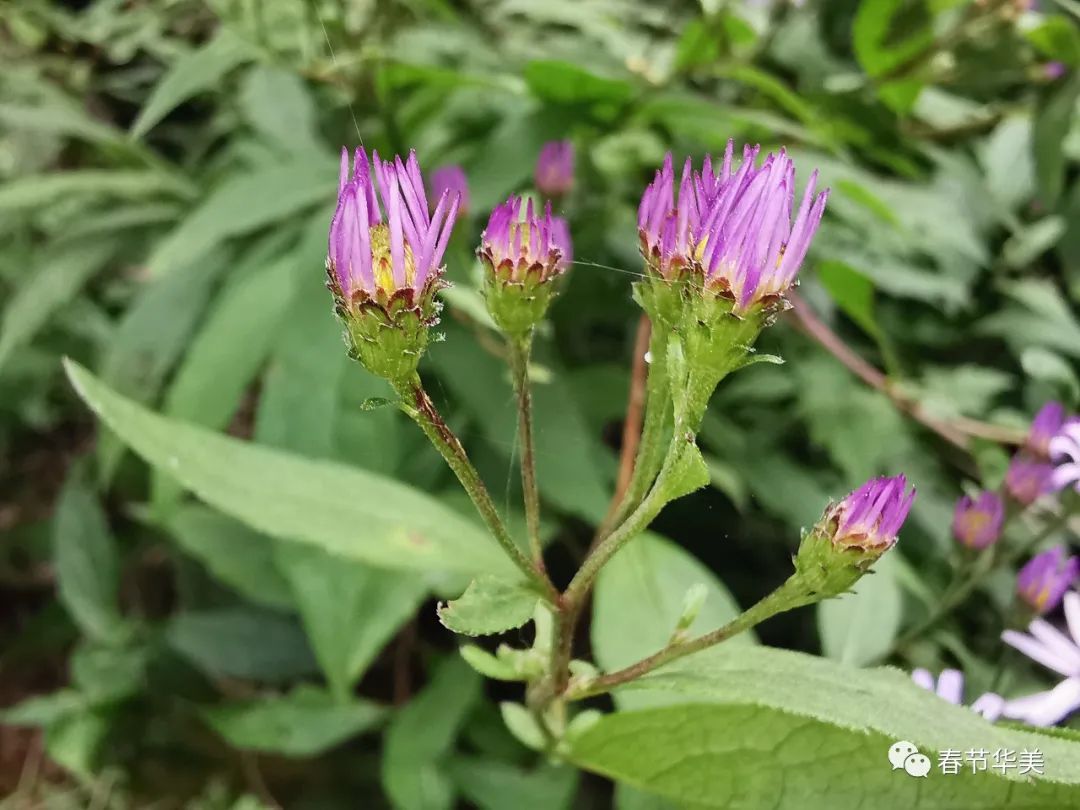 三脉紫菀的功效图片