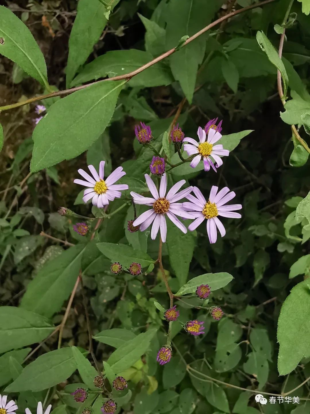 三脈紫菀asterageratoides