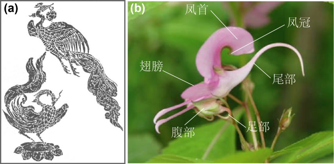 凤仙花解剖图结构图片