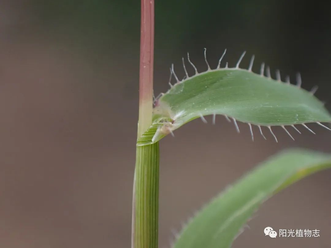 草药虱鬓草图片