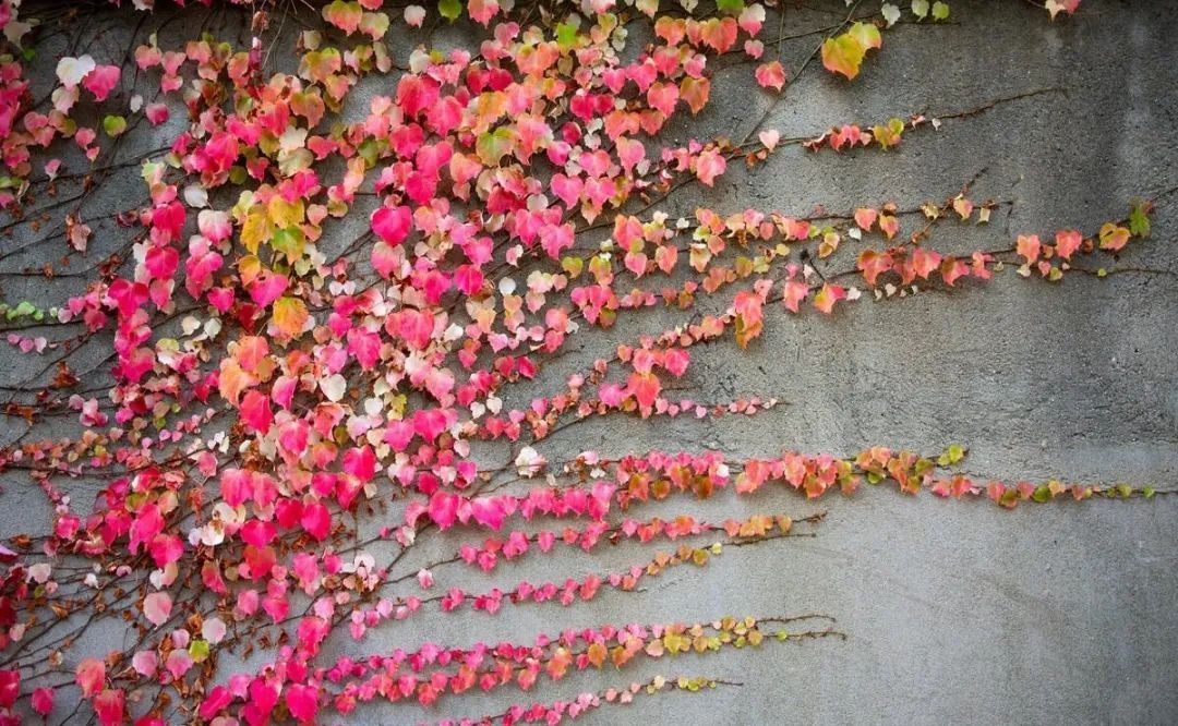 依附墙壁攀援树木匍匐偏坡绚烂斑斓的爬山虎装扮了深秋
