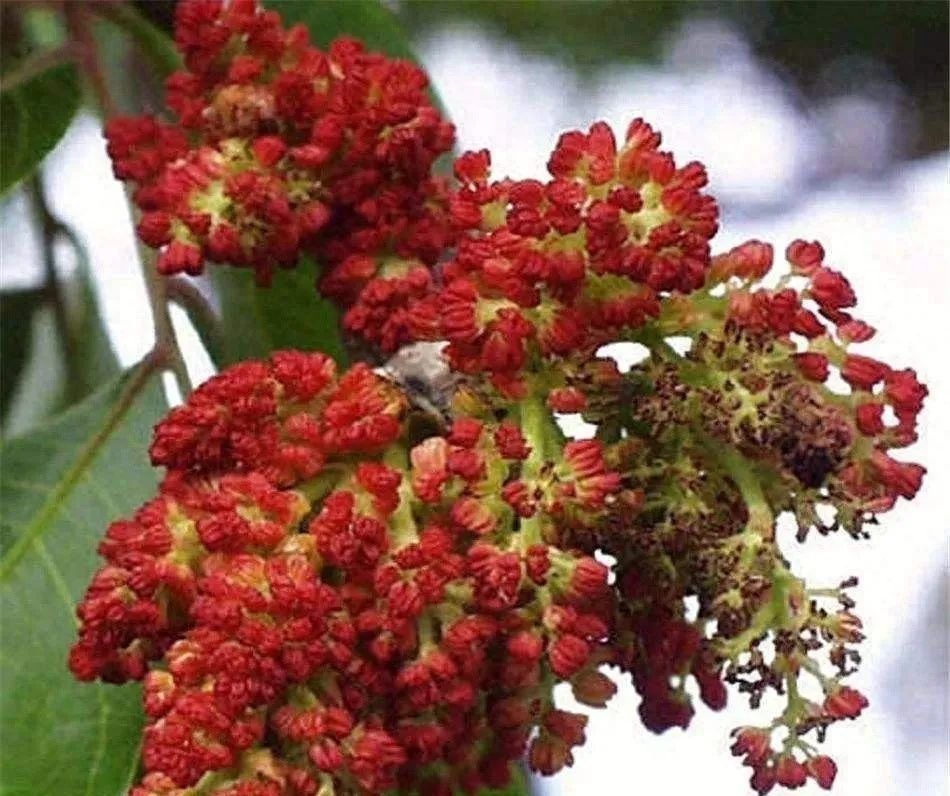 初春季节,黄连木先开花,花朵谢了之后,才长叶子出来.