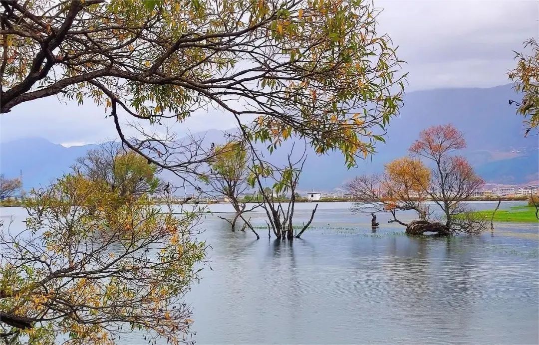 鹤庆黄龙潭风景区图片图片