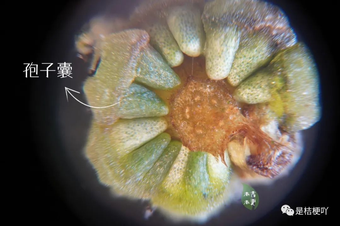 石松孢子叶穗纵切结构图片