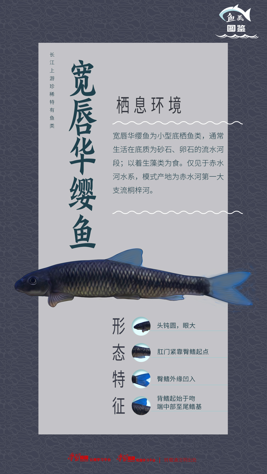 澜沧江鱼种类图片介绍图片