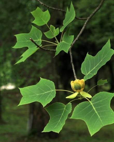 16种叶形特别的植物 - 关注森林