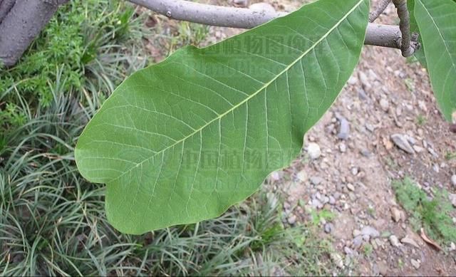 16种叶形特别的植物 - 关注森林