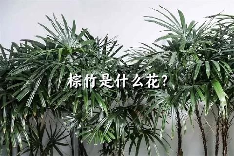 棕竹的种植,护理方法,以及花语 - 关注森林