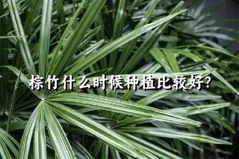 棕竹的种植,护理方法,以及花语 - 关注森林