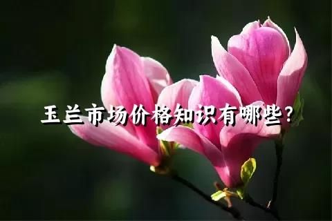 玉兰的种植,护理方法,以及花语 - 关注森林