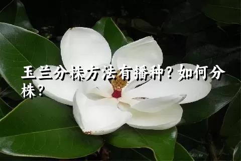 玉兰的种植，护理方法，以及花语 - 关注森林