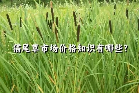 猫尾草的种植,护理方法,以及花语 - 关注森林