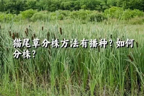 猫尾草的种植,护理方法,以及花语 - 关注森林