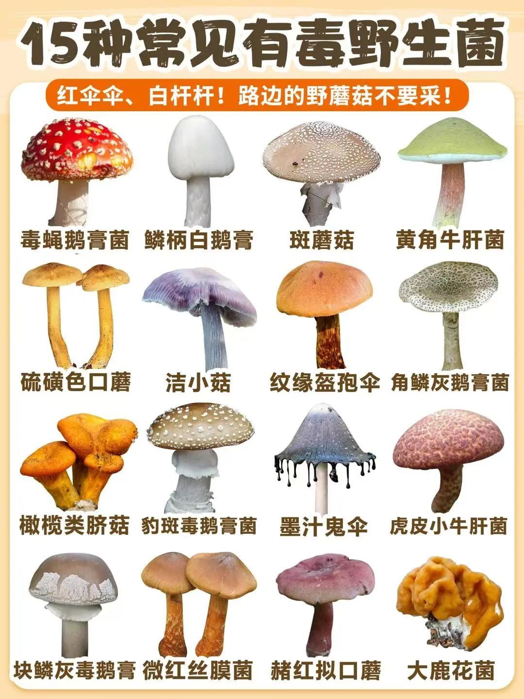 有毒!这些菌Jie吃不得 - 关注森林