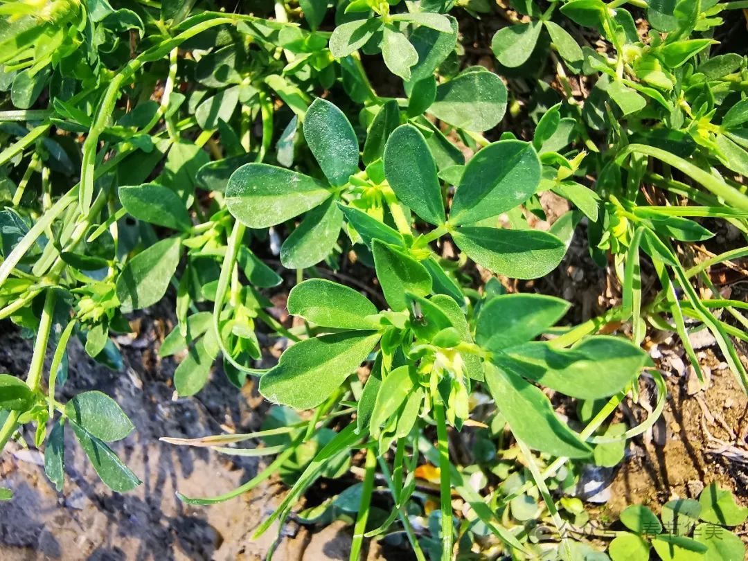 百脉根 lotus corniculatus