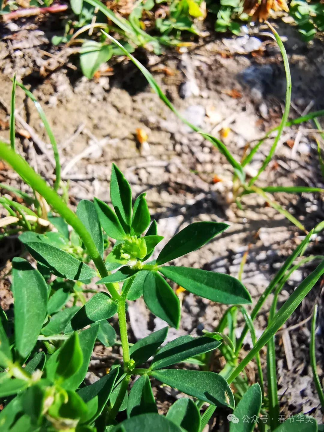 百脉根 lotus corniculatus