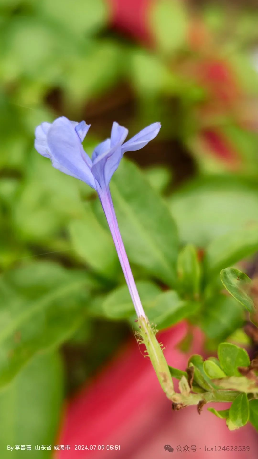 蓝花草胎座图片