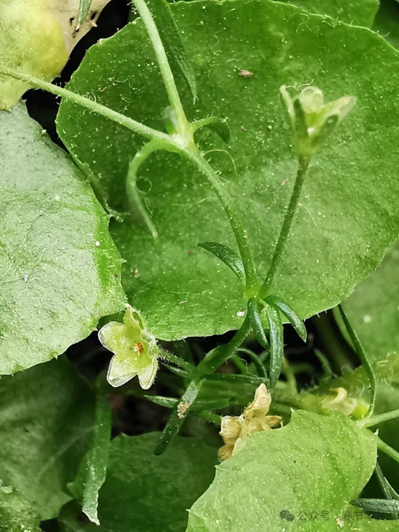 漆姑草 sagina japonica