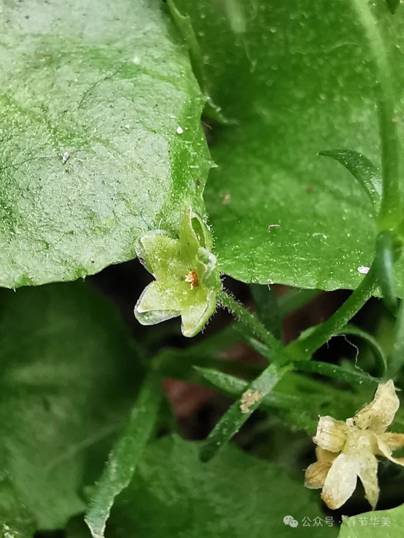 漆姑草 sagina japonica