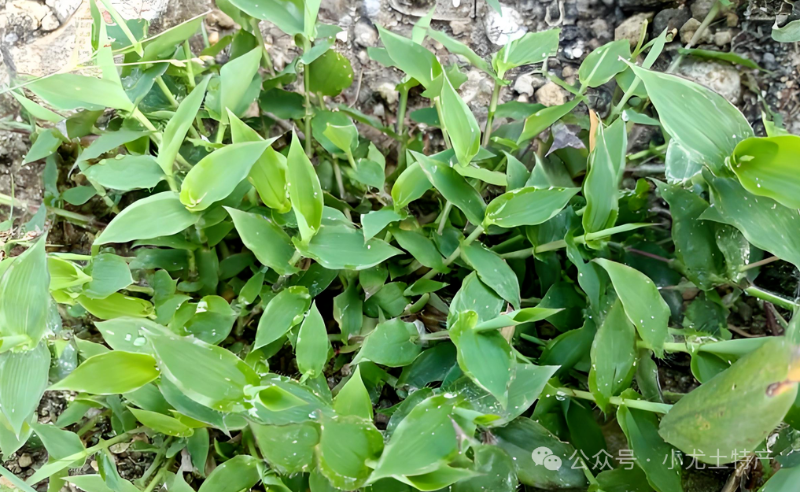 荩草 | 曾经用来为皇室染织黄色织物的“帝王草”，如今无人问津 - 关注森林