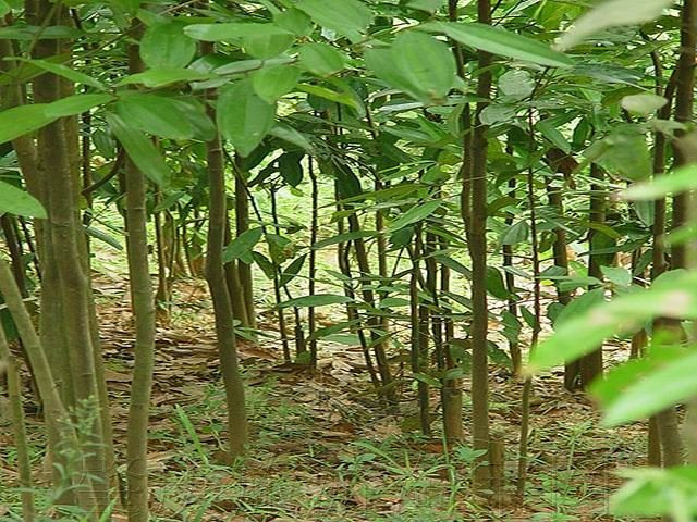 供應玉桂種子 肉桂苗 玉桂樹 桂皮苗 肉桂種子 桂皮種子 羅漢果苗