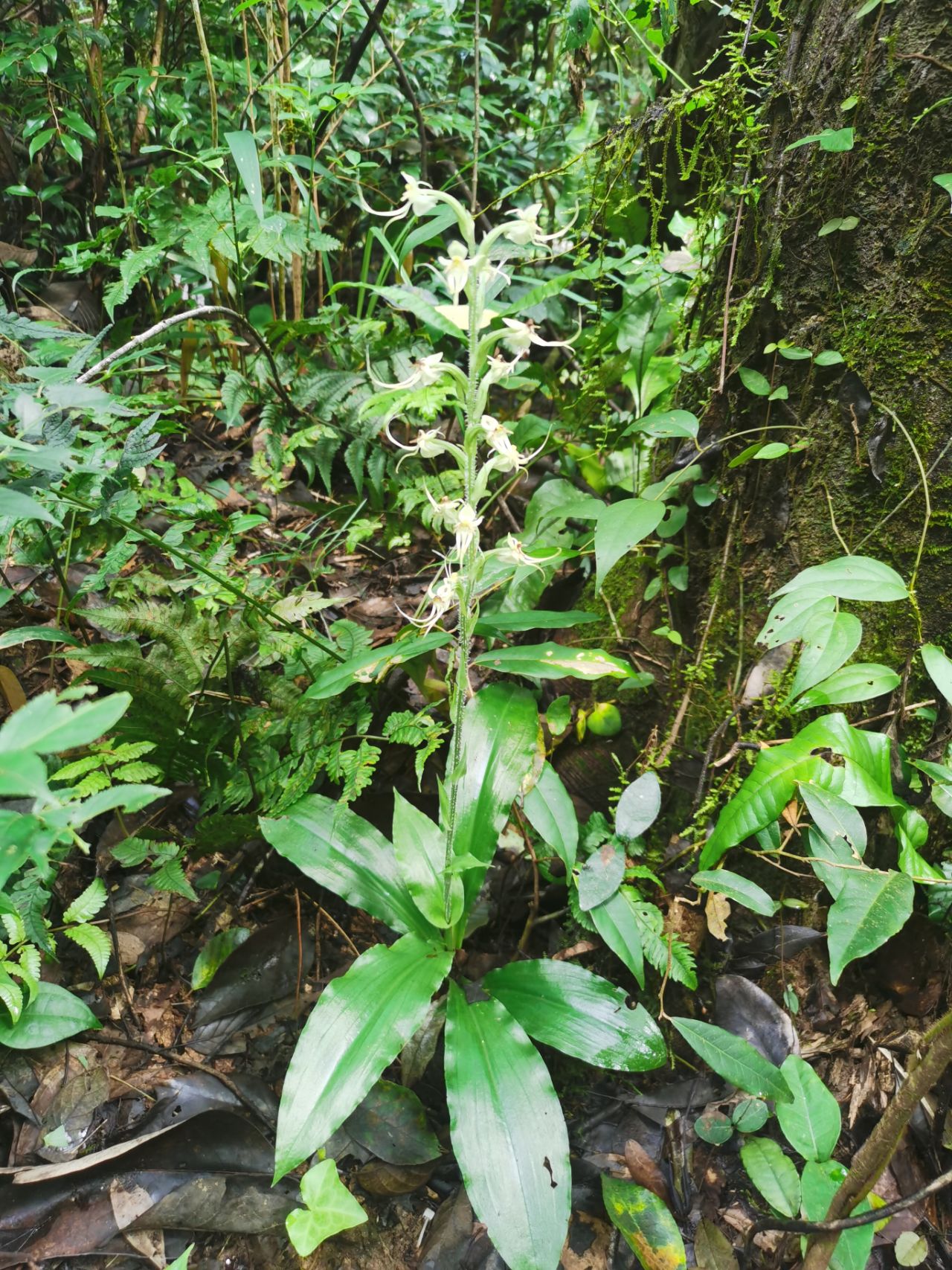 官山保护区:毛莛玉凤花