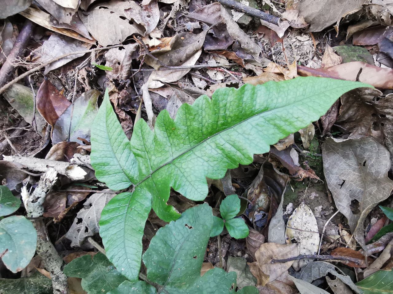 官山国家级自然保护区羽裂圣蕨