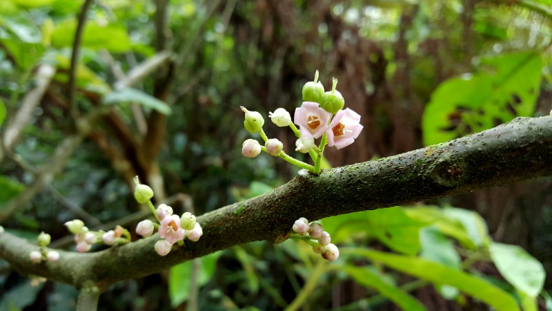科普热带雨林树木老茎生花结果