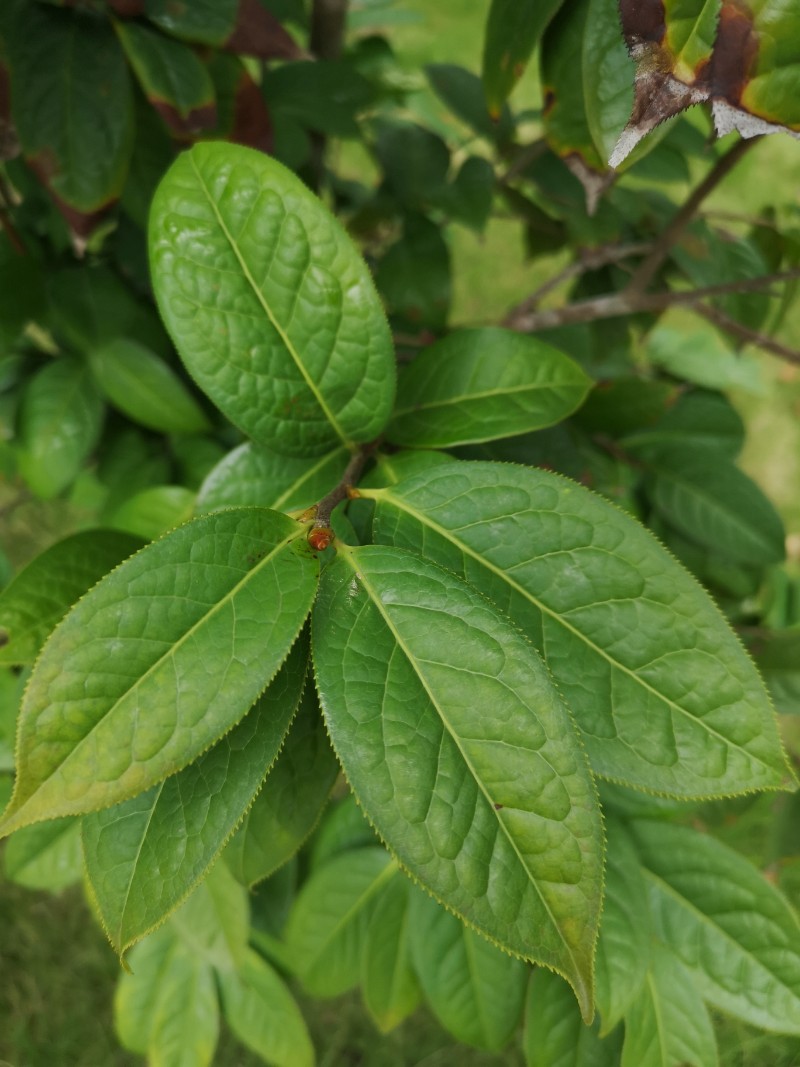 中国林科院热林中心 多齿红山茶