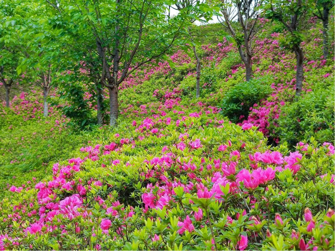 宜賓市屏山縣馬湖公園的杜鵑花迎來盛花期,旖旎春色吸引市民和遊客