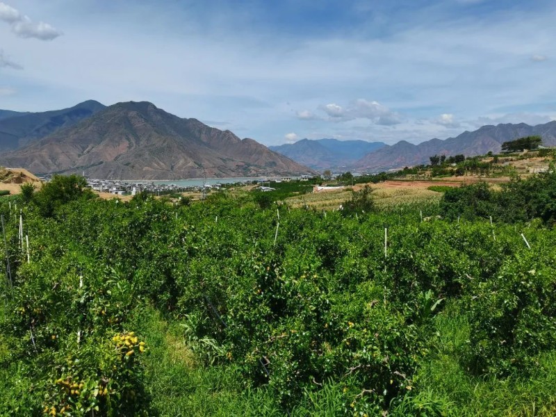 丽江市永胜县1500多亩黄金蜜枣逐步进入盛果期